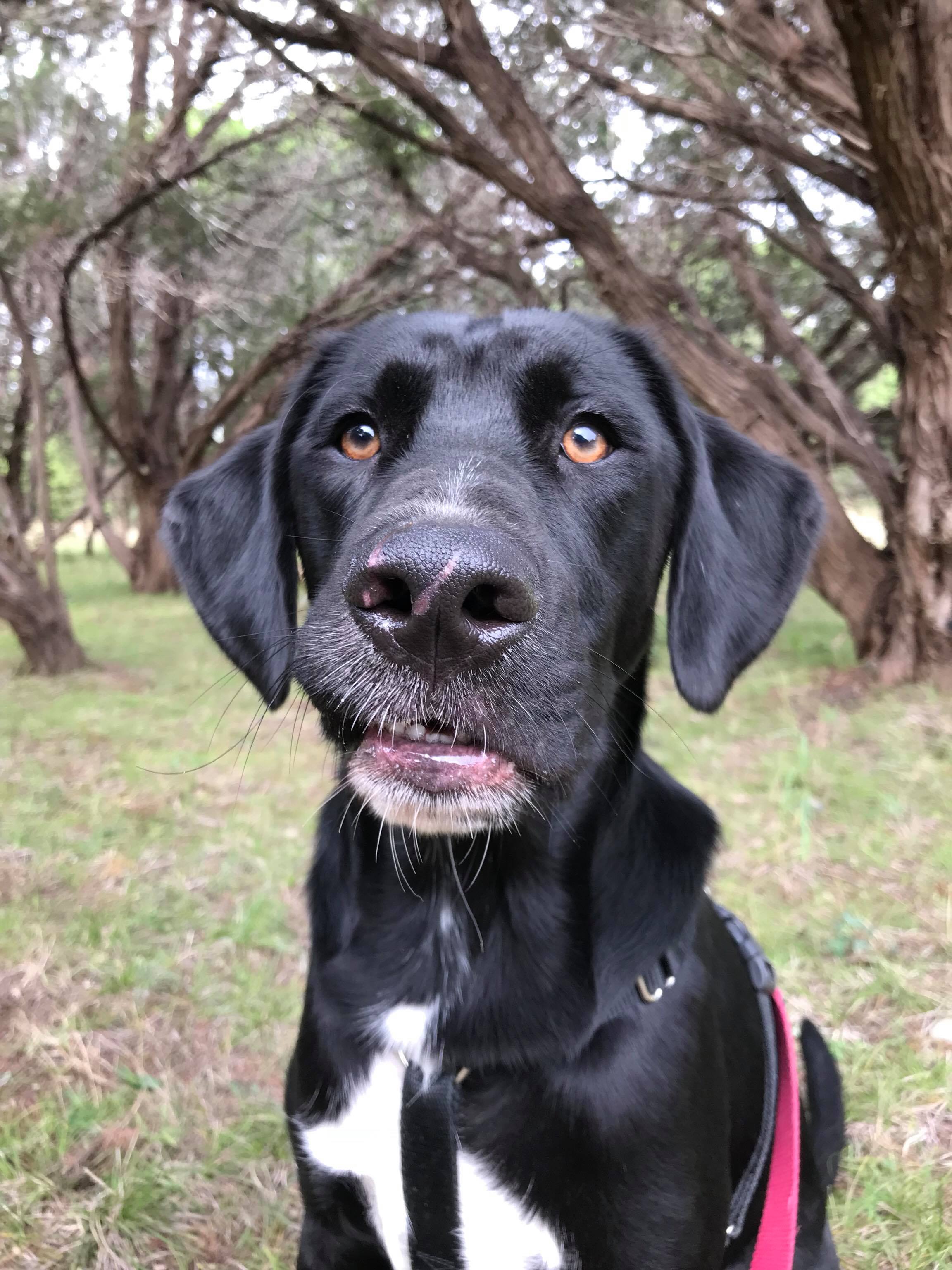 National Black Dog Day October 1st 2018 Stay N Play Pet Ranch