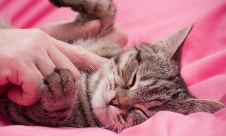 Why You Should Massage Your Cat - Stay-N-Play Pet Ranch