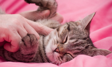 cat massaging dog