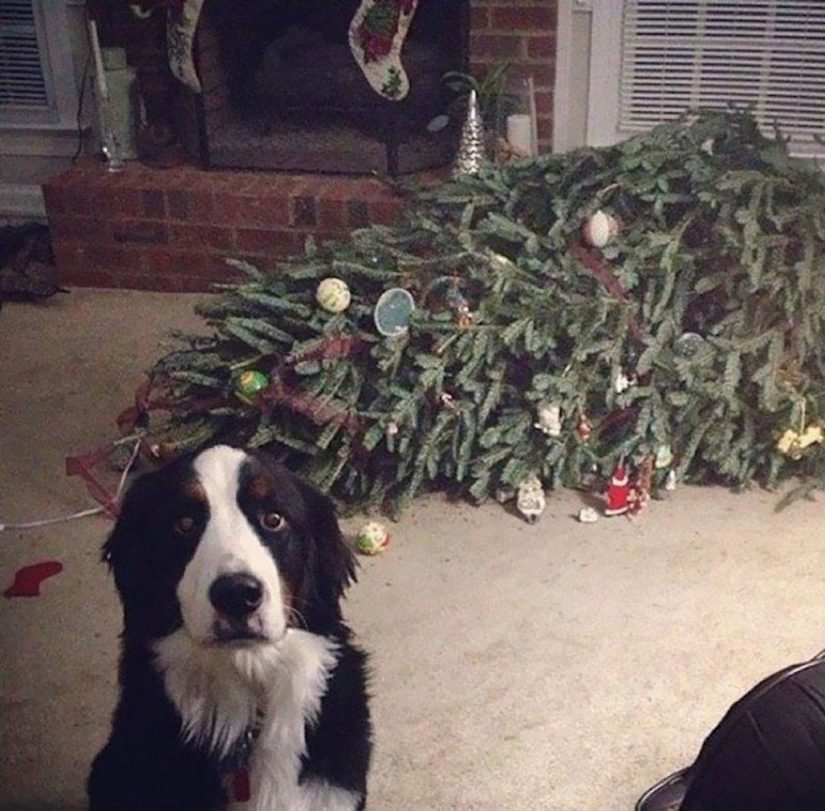 are flocked christmas trees safe for dogs