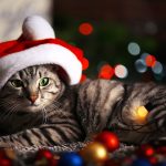 Beautiful cat near Christmas tree with decoration