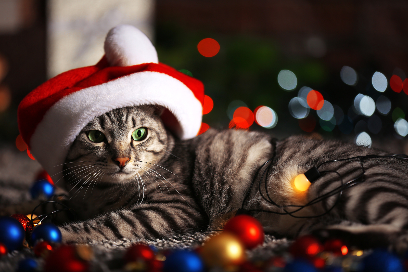 Mixing Cats And The Holidays Stay N Play Pet Ranch mixing-cats-and-the-holidays-stay-n-play-pet-ranch
